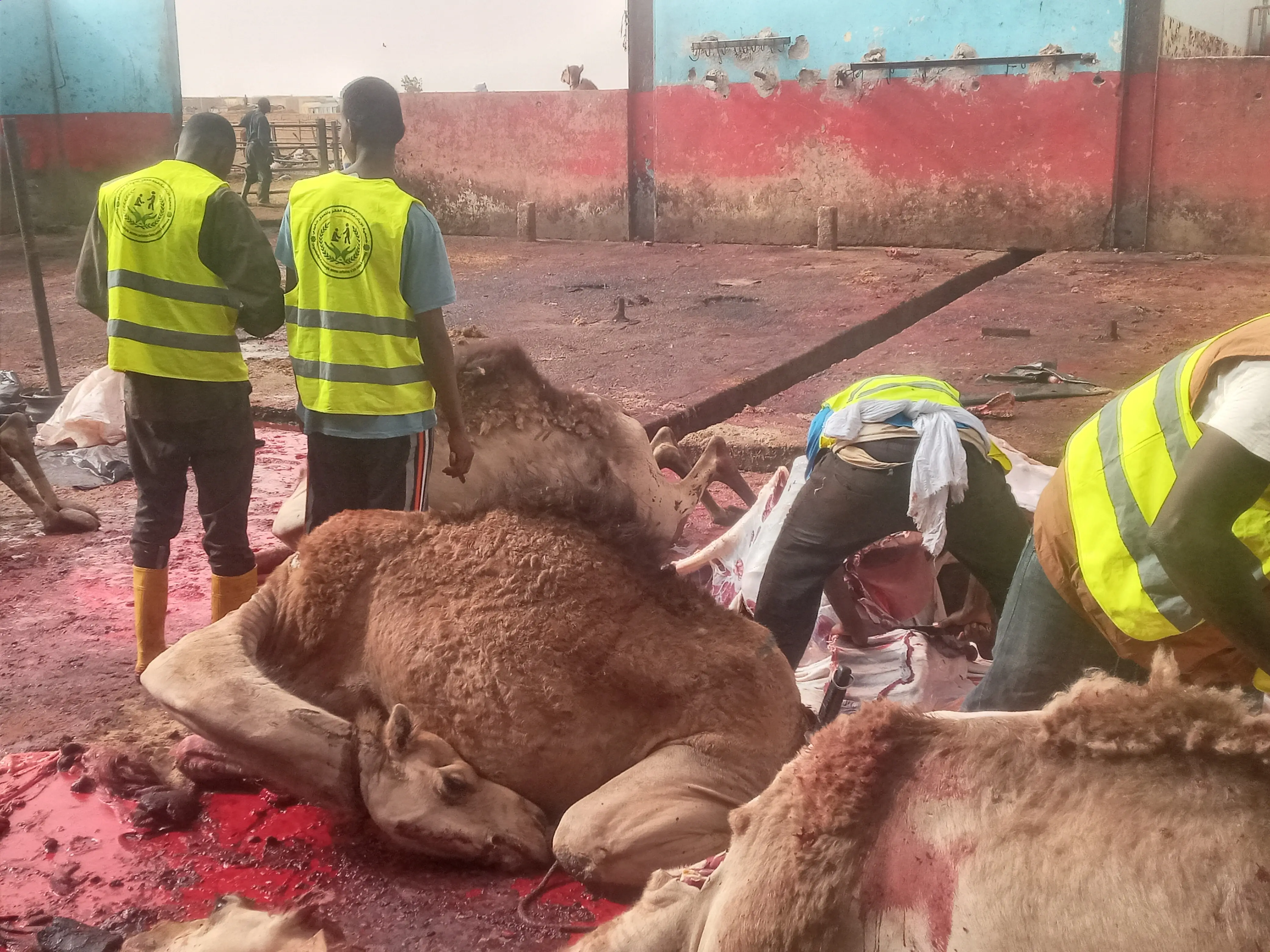 أسر محتاجة تستلم لحوم الأضاحي